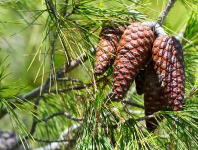 Christmas Incense Recipe